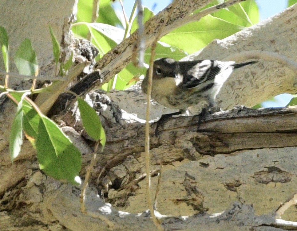 Yellow-rumped Warbler - ML644600885