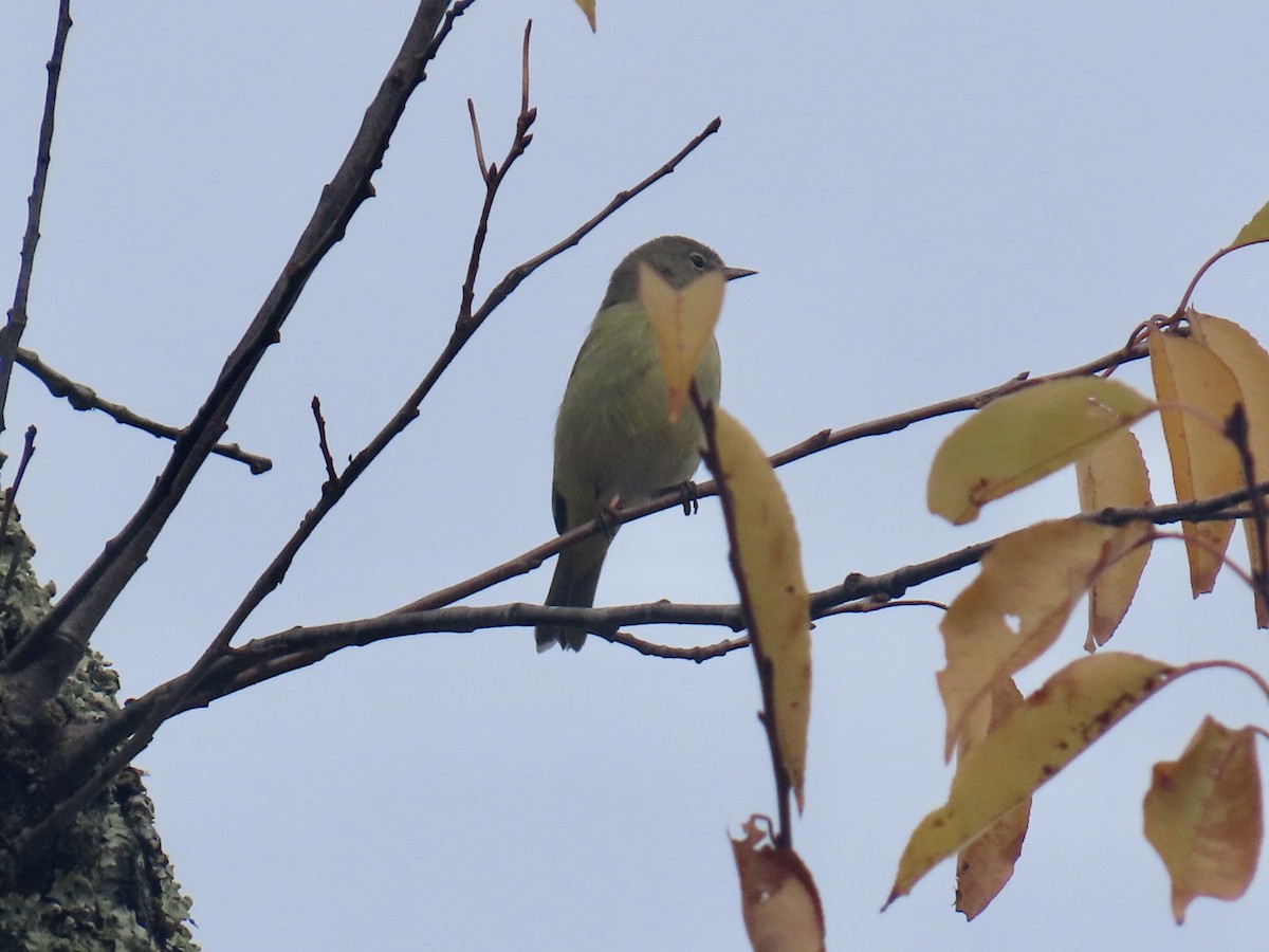 Orange-crowned Warbler - ML644600891