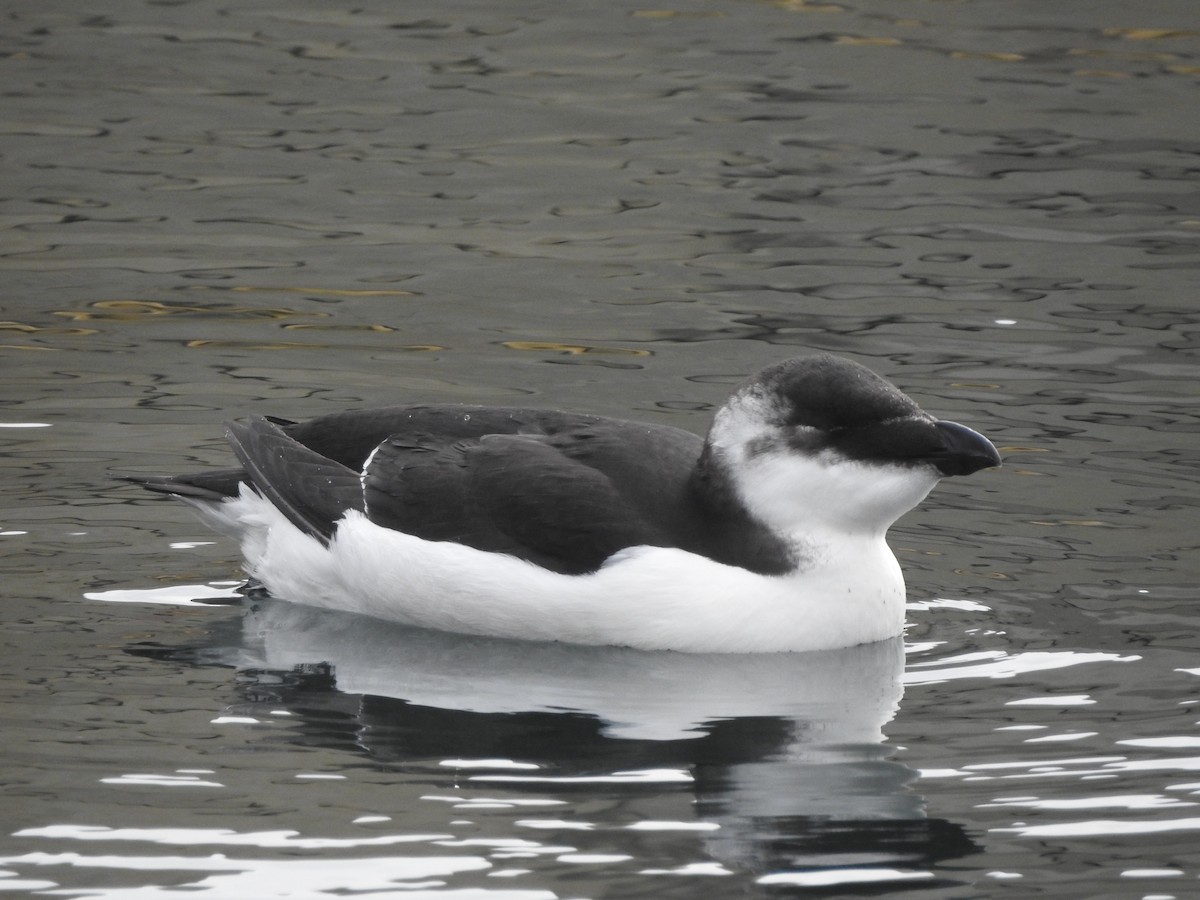 Razorbill - ML644600892