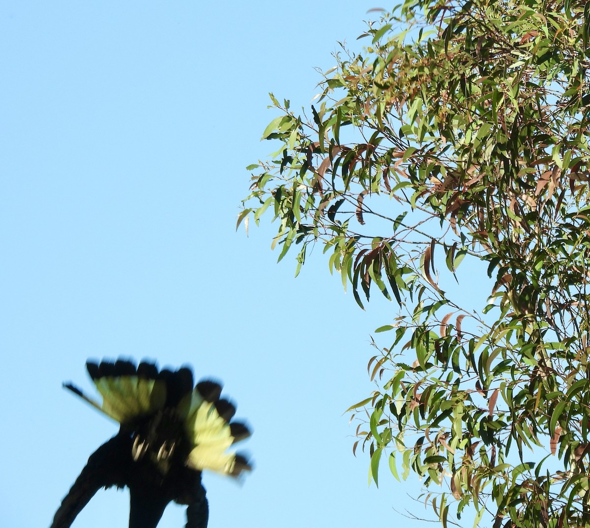 キイロオクロオウム - ML644600894