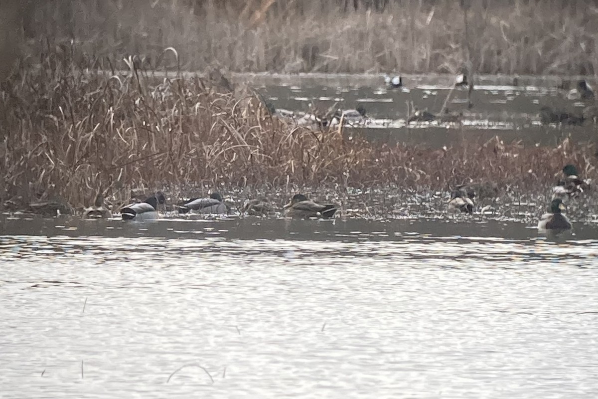 Mallard x American Black Duck (hybrid) - ML644600898