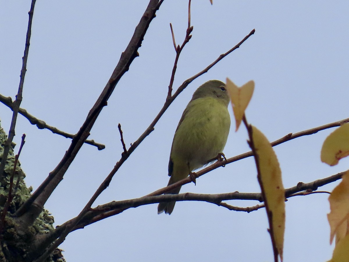 Orange-crowned Warbler - ML644600899