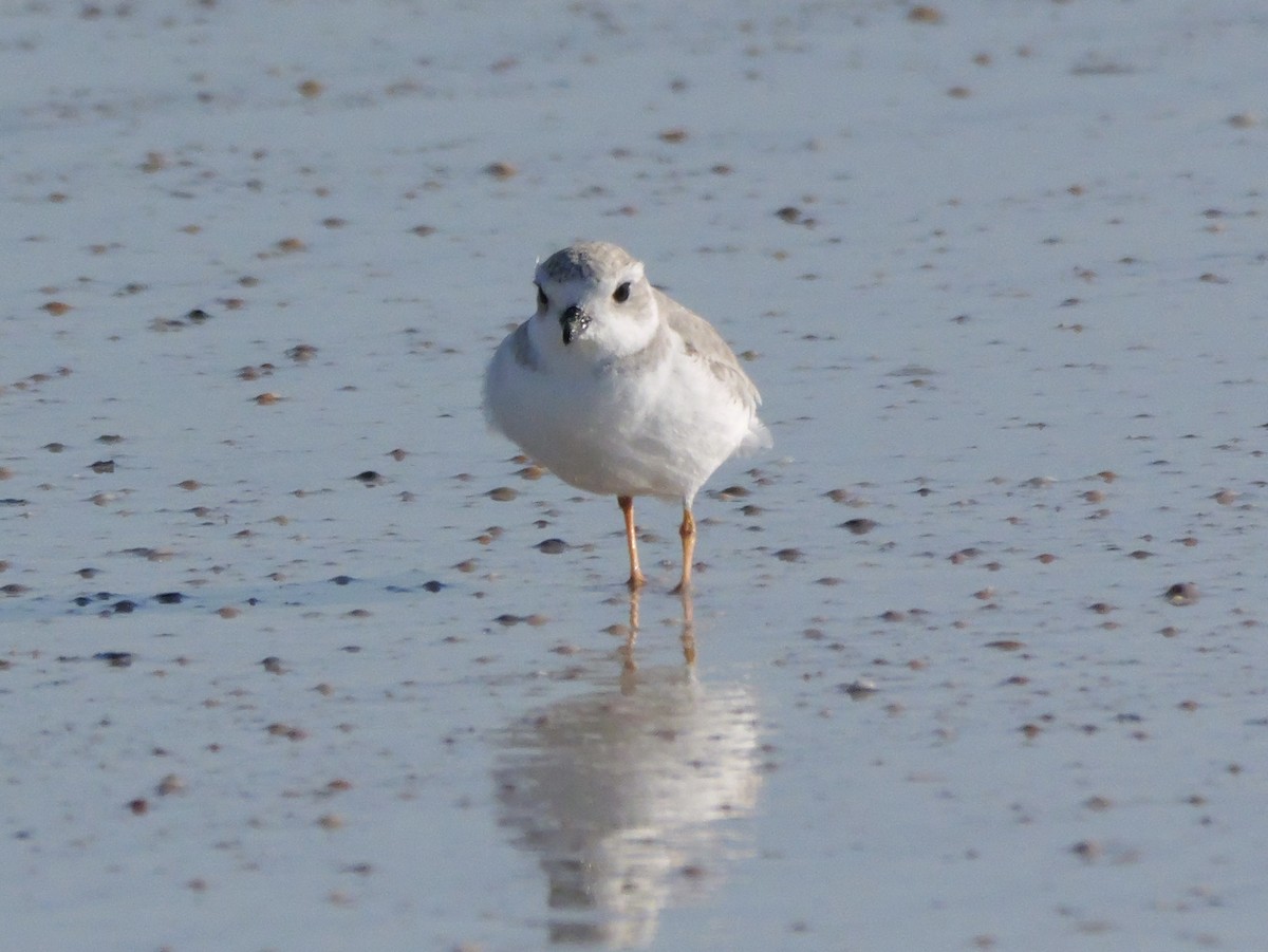 Islıkçı Cılıbıt - ML644600902