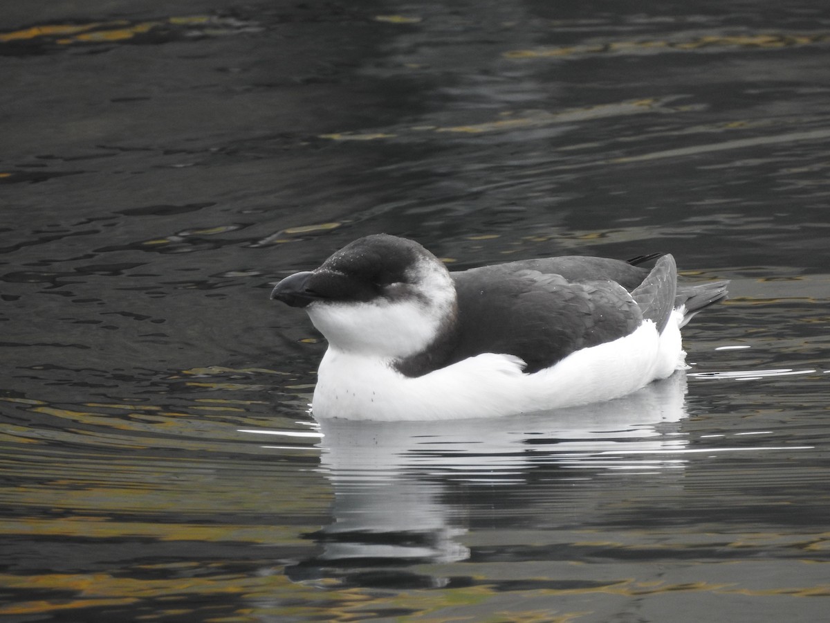 Razorbill - ML644600904