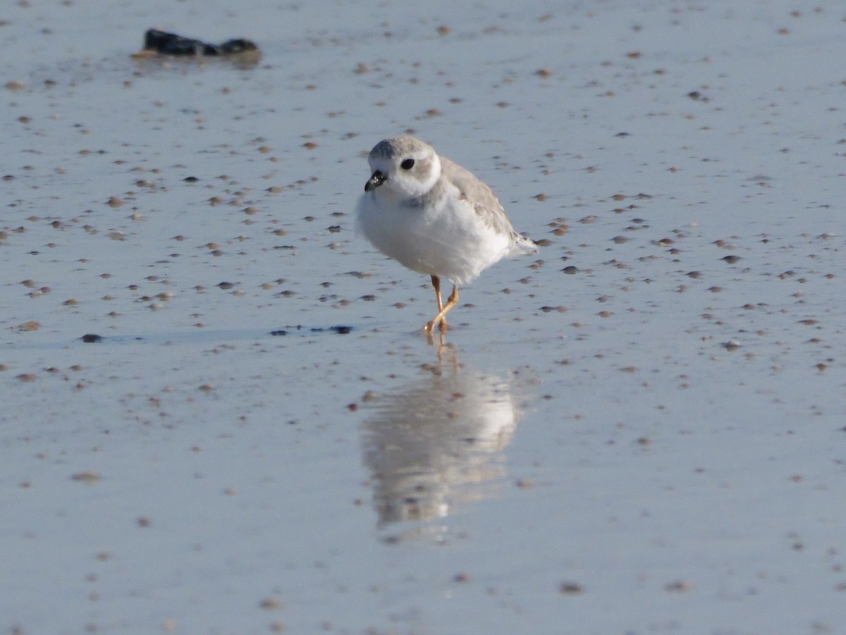 Islıkçı Cılıbıt - ML644600906