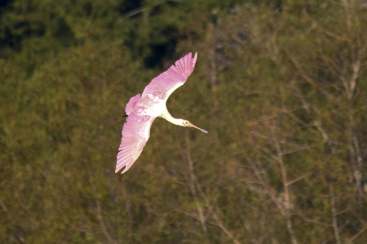 kolpík růžový - ML644600909