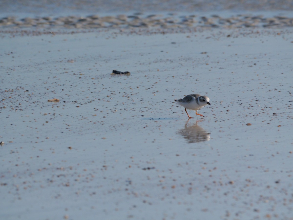 Islıkçı Cılıbıt - ML644600910