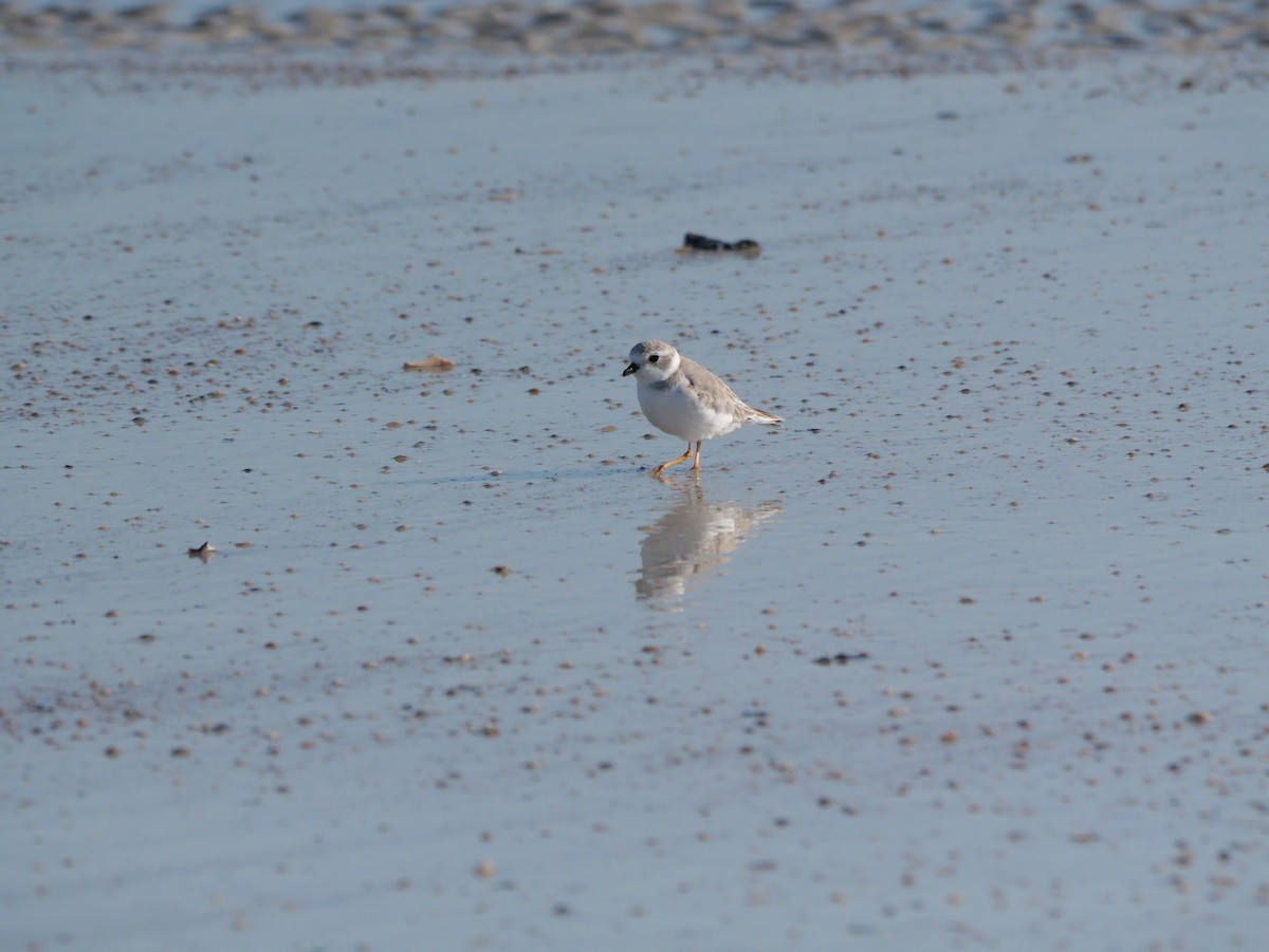 Islıkçı Cılıbıt - ML644600912