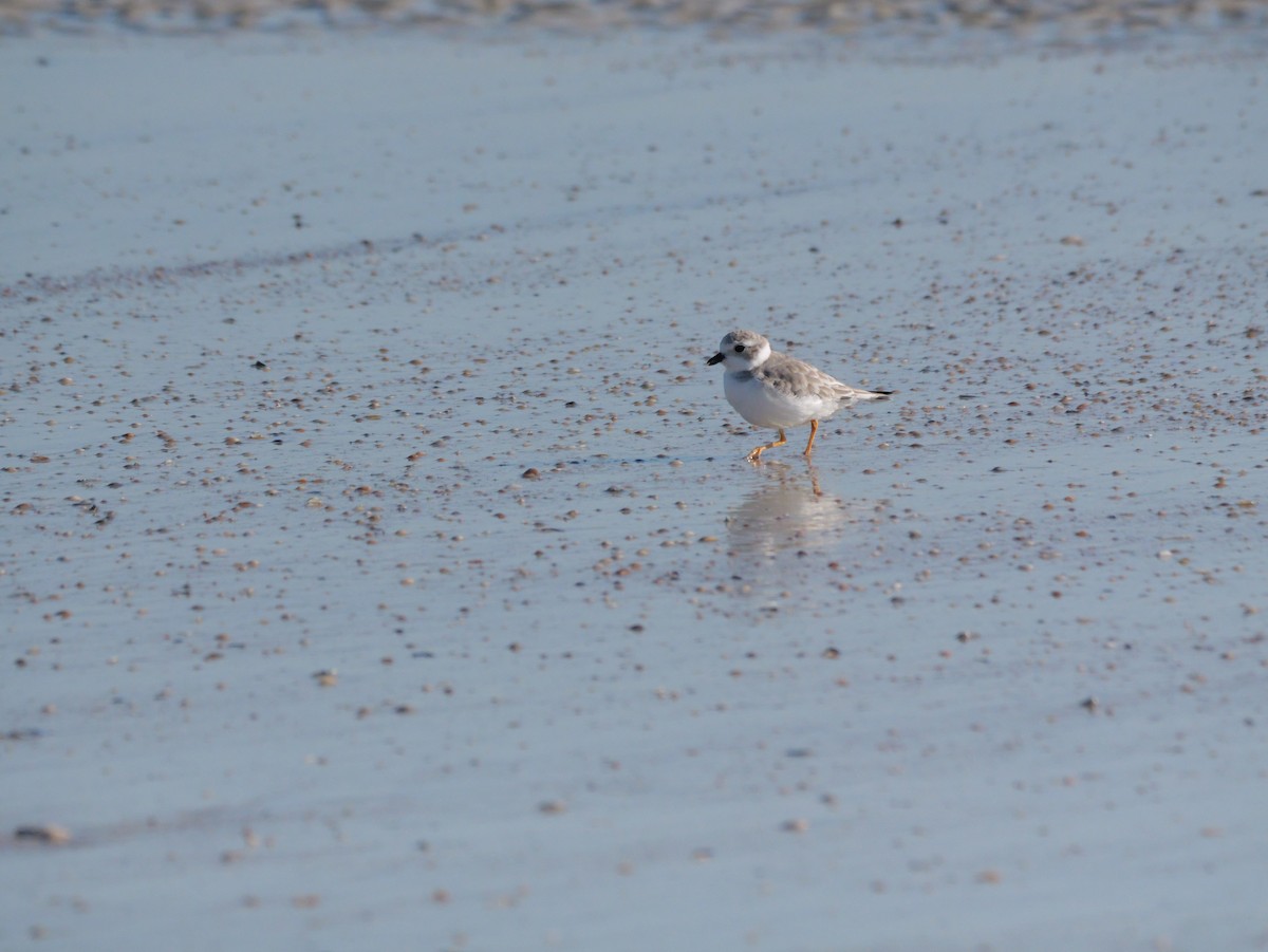 Islıkçı Cılıbıt - ML644600919