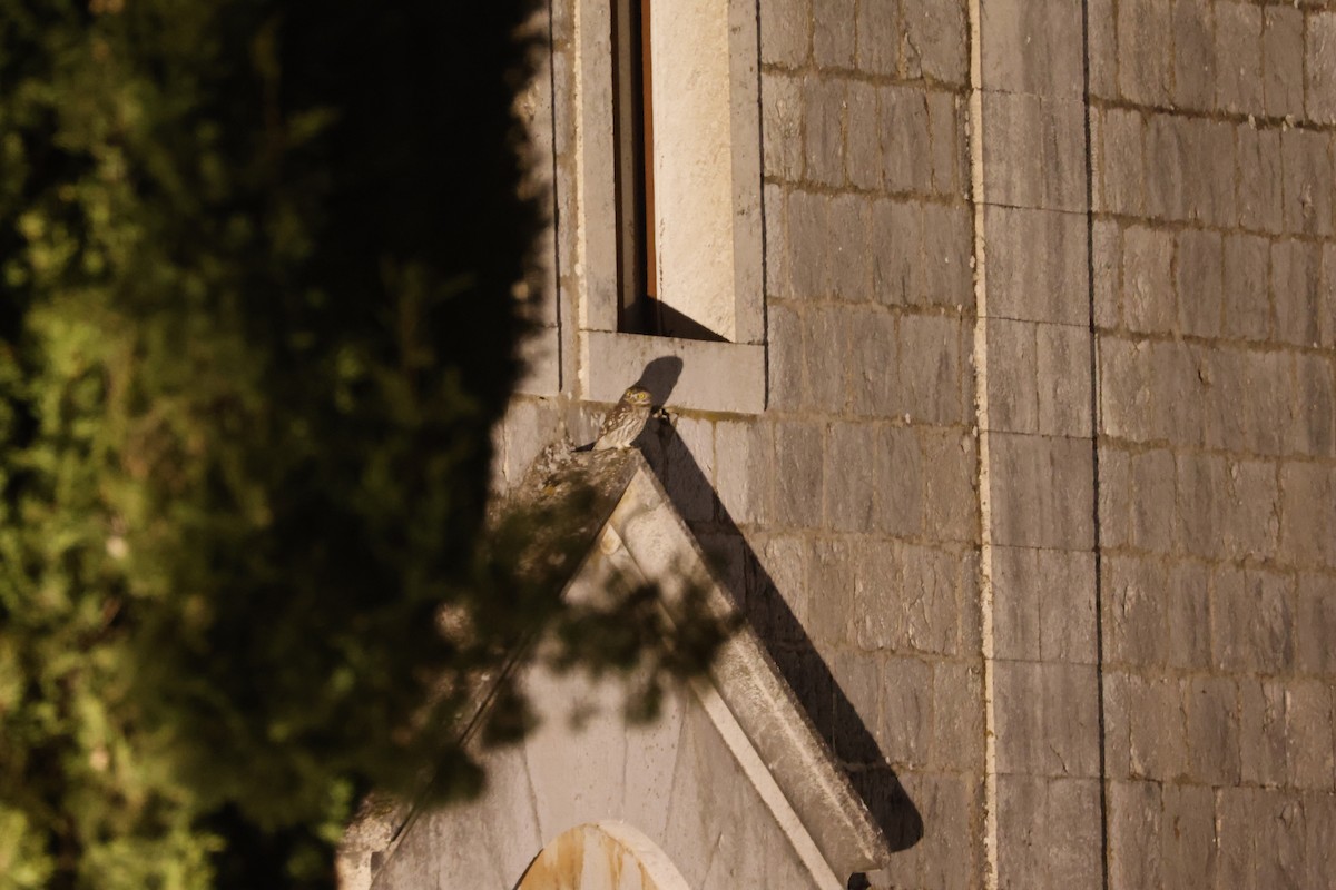 Little Owl - ML644600920