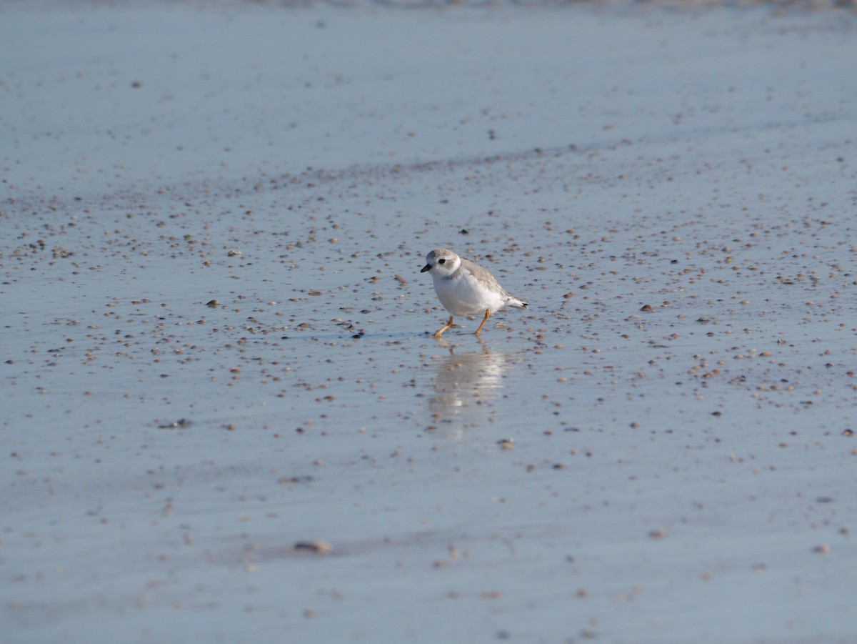 Islıkçı Cılıbıt - ML644600924