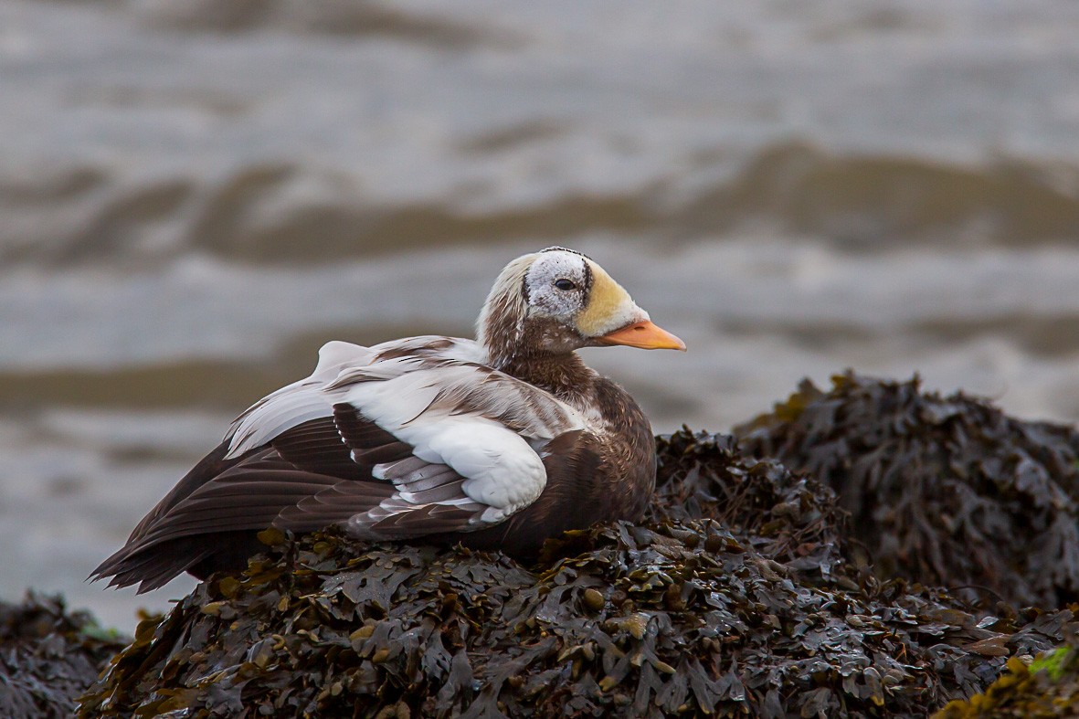 メガネケワタガモ - ML644600928