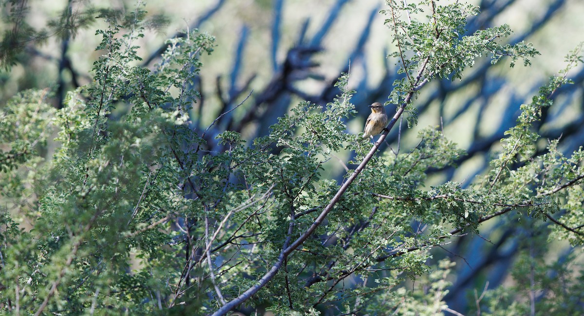 Yellow-rumped Warbler (Audubon's) - ML644600931