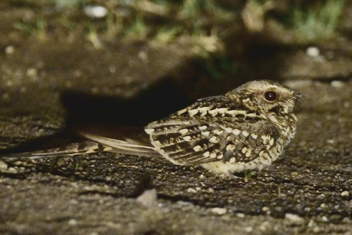 Engoulevent à queue en ciseaux - ML644600937
