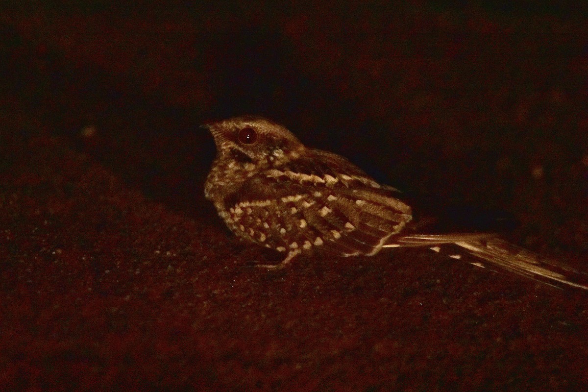 Engoulevent à queue en ciseaux - ML644600938