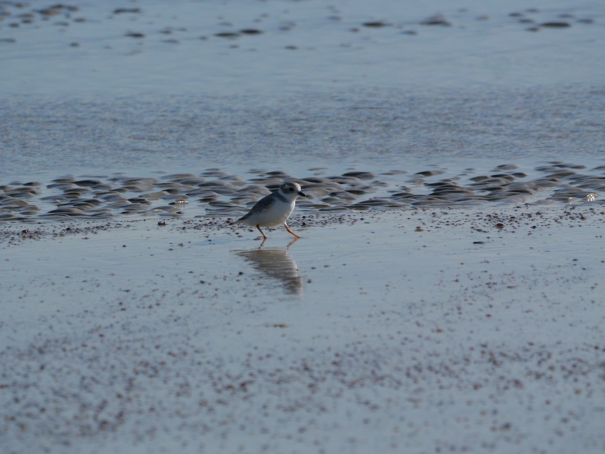 Islıkçı Cılıbıt - ML644600941