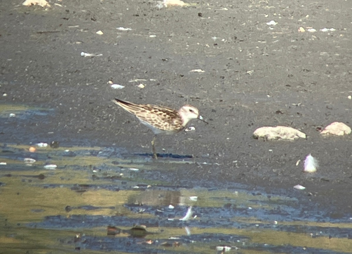 Least Sandpiper - ML644600943