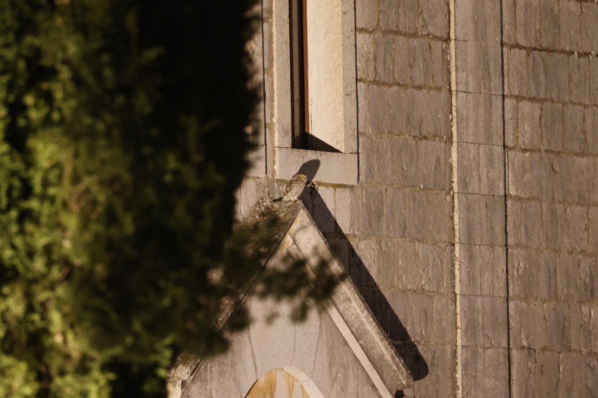 Little Owl - ML644600944