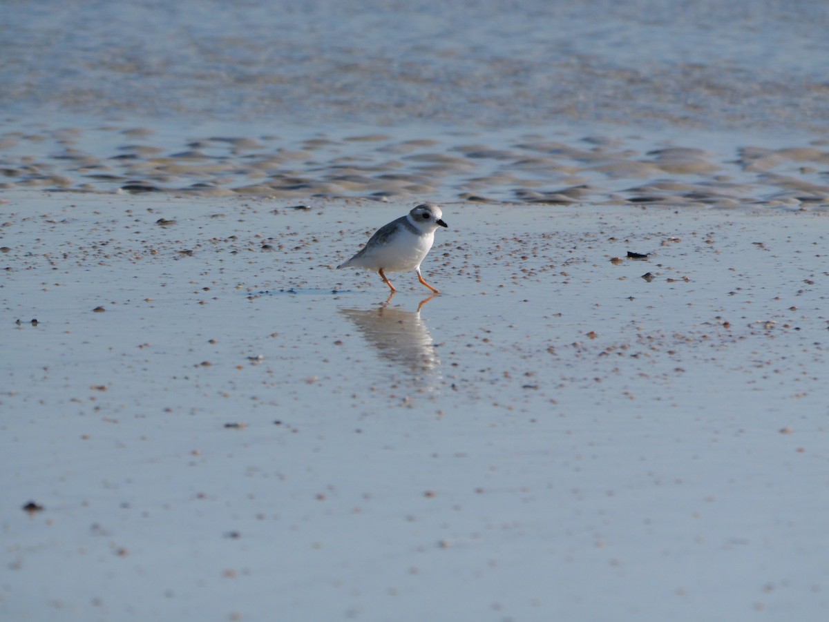 Islıkçı Cılıbıt - ML644600945