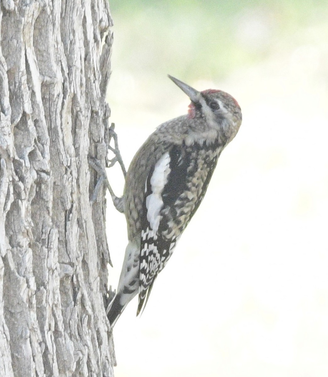Yellow-bellied Sapsucker - ML644600955