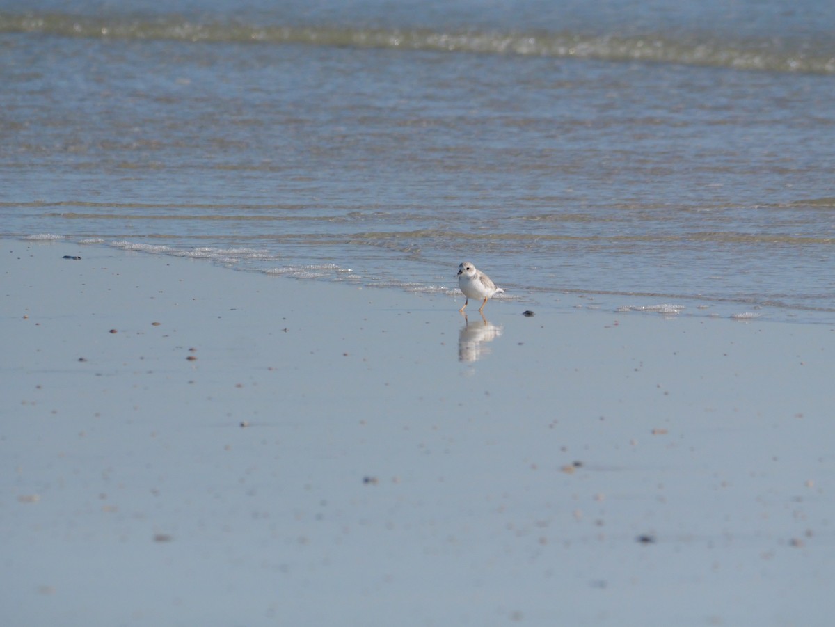 Islıkçı Cılıbıt - ML644600956