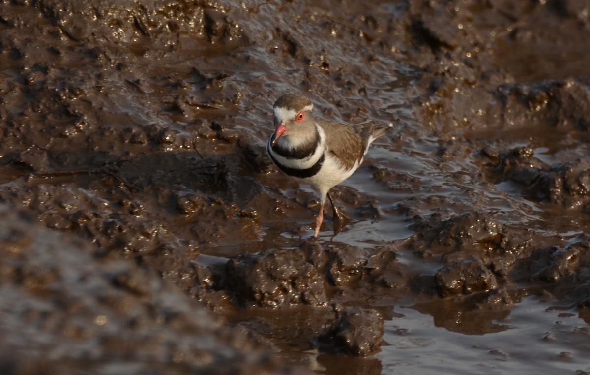 ミスジチドリ - ML644600960