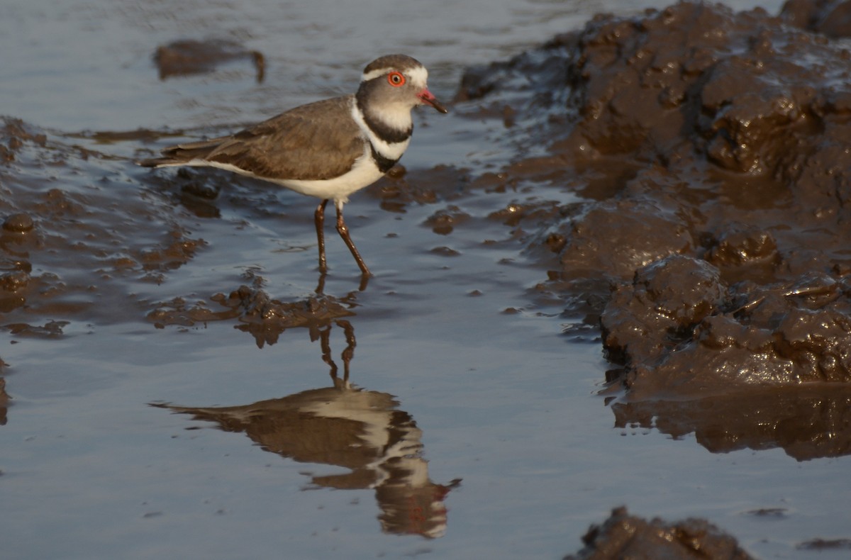 ミスジチドリ - ML644600961