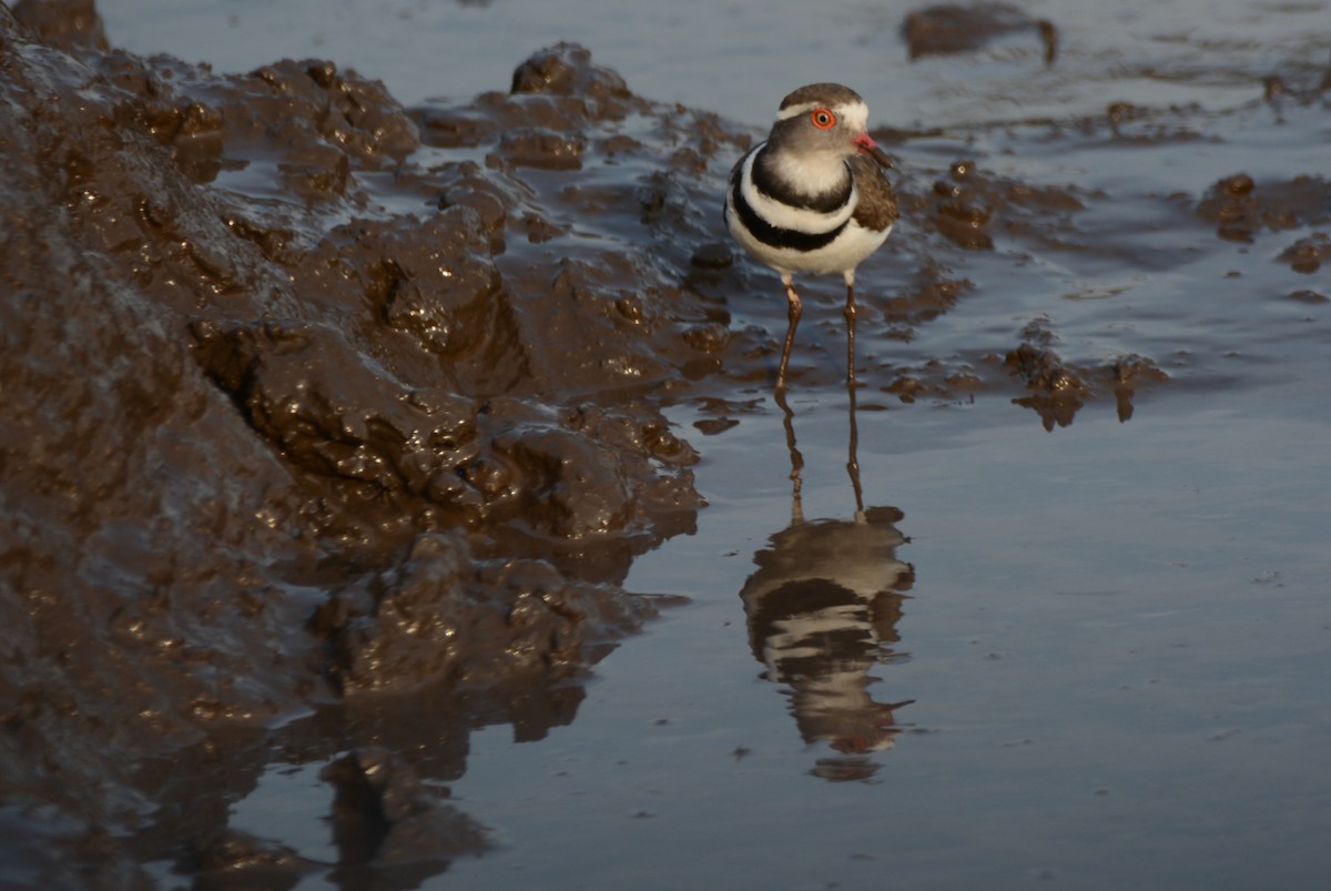 ミスジチドリ - ML644600962