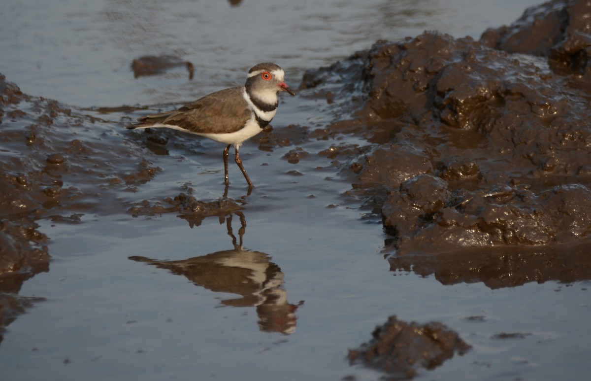ミスジチドリ - ML644600963