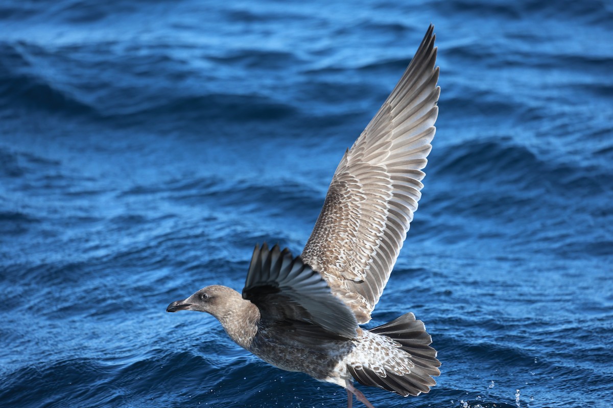 Western Gull - ML644600968
