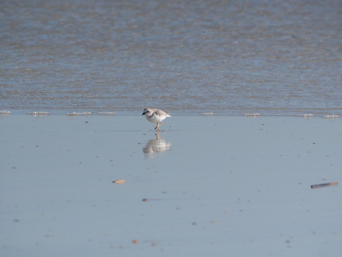 Islıkçı Cılıbıt - ML644600969