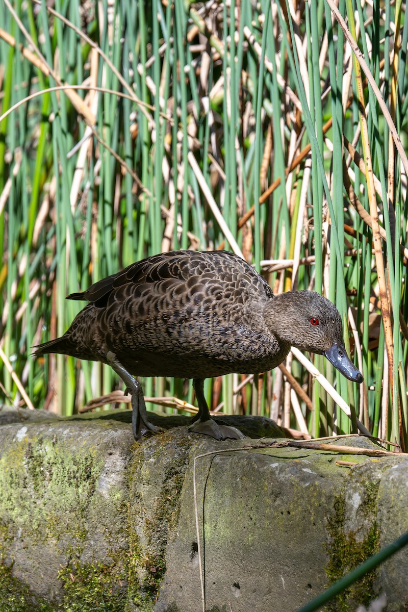 ハイイロコガモ - ML644600974