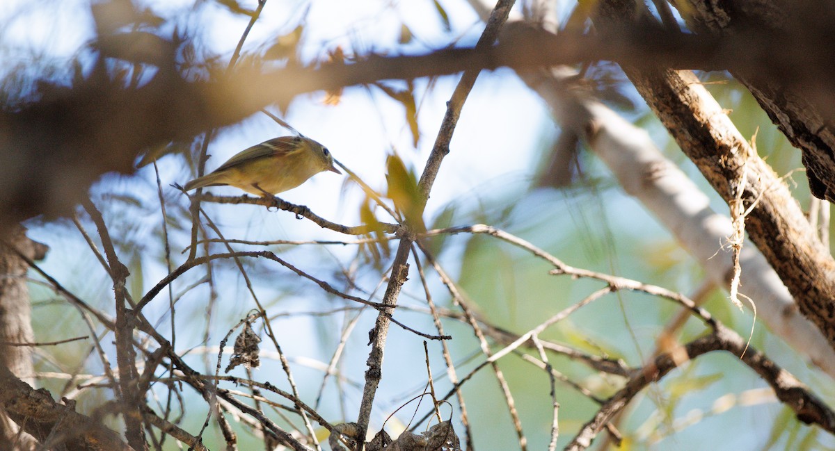 Hutton's Vireo (Interior) - ML644600975