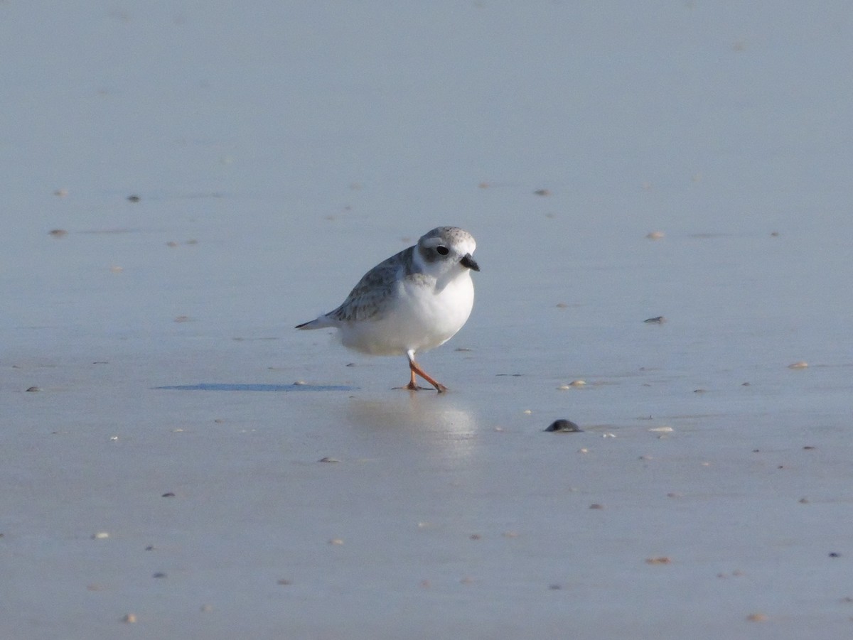 Islıkçı Cılıbıt - ML644600977