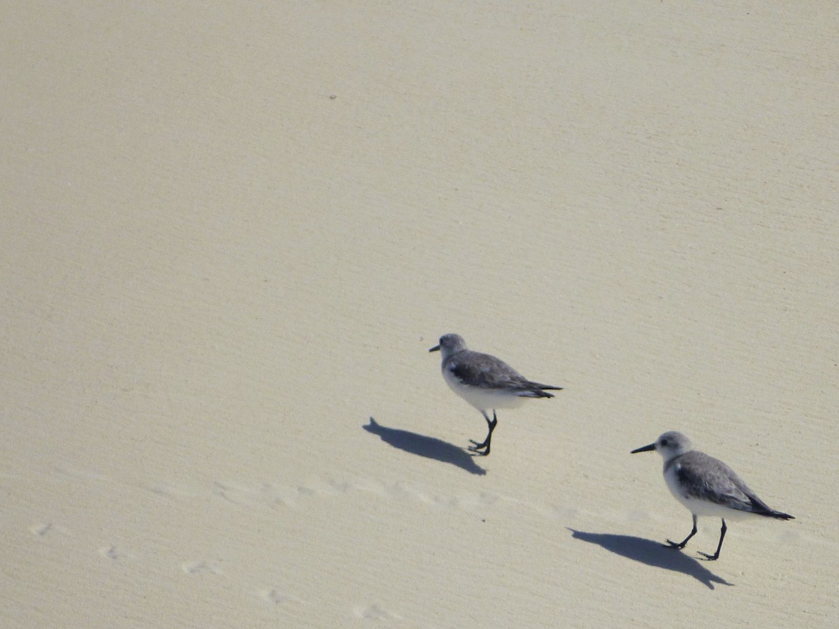 三趾濱鷸 - ML644600979