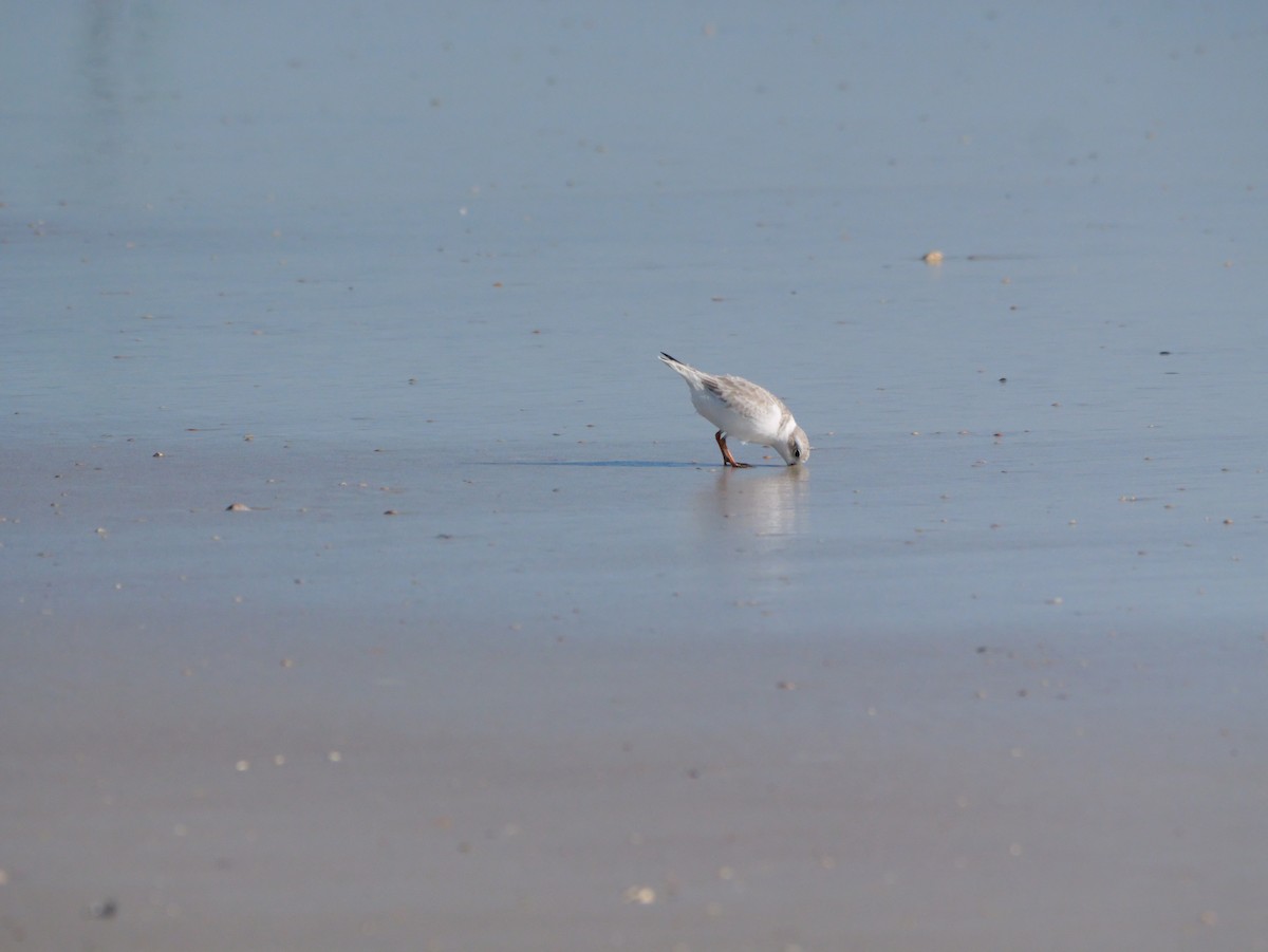 Islıkçı Cılıbıt - ML644600982