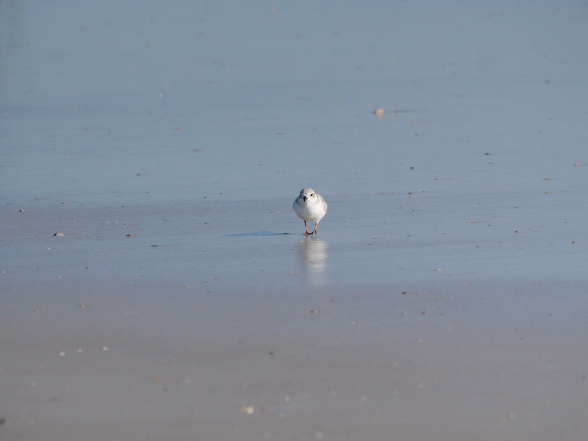 Islıkçı Cılıbıt - ML644600989