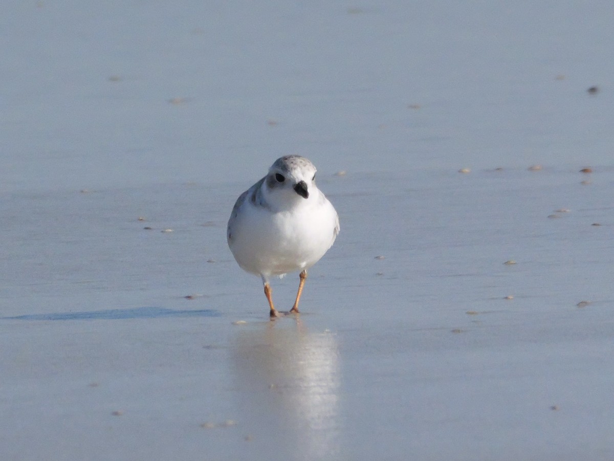 Islıkçı Cılıbıt - ML644600992