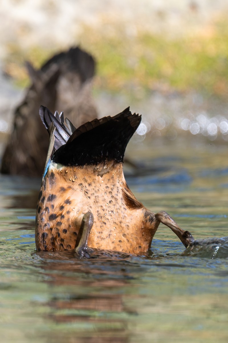 Kastanienente - ML644600993