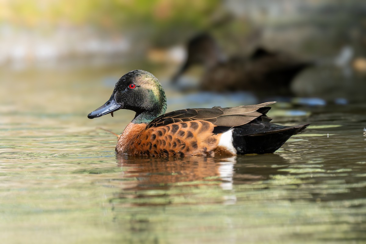 Kastanienente - ML644600994