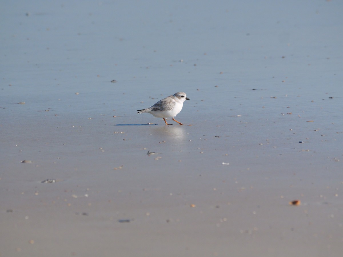 Islıkçı Cılıbıt - ML644601007