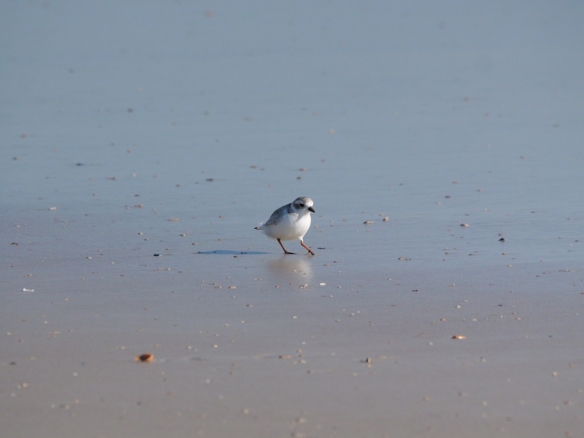 Islıkçı Cılıbıt - ML644601018