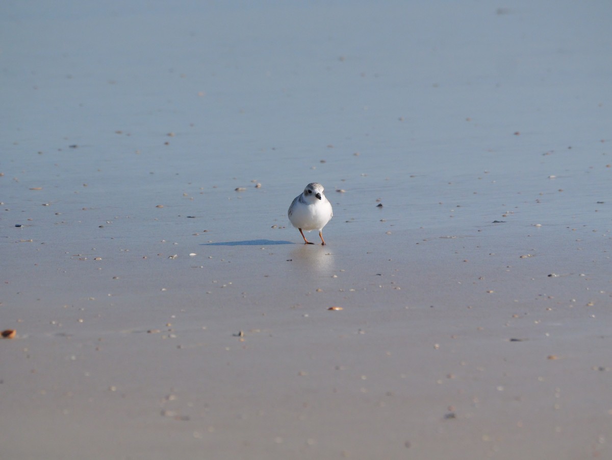 Islıkçı Cılıbıt - ML644601020