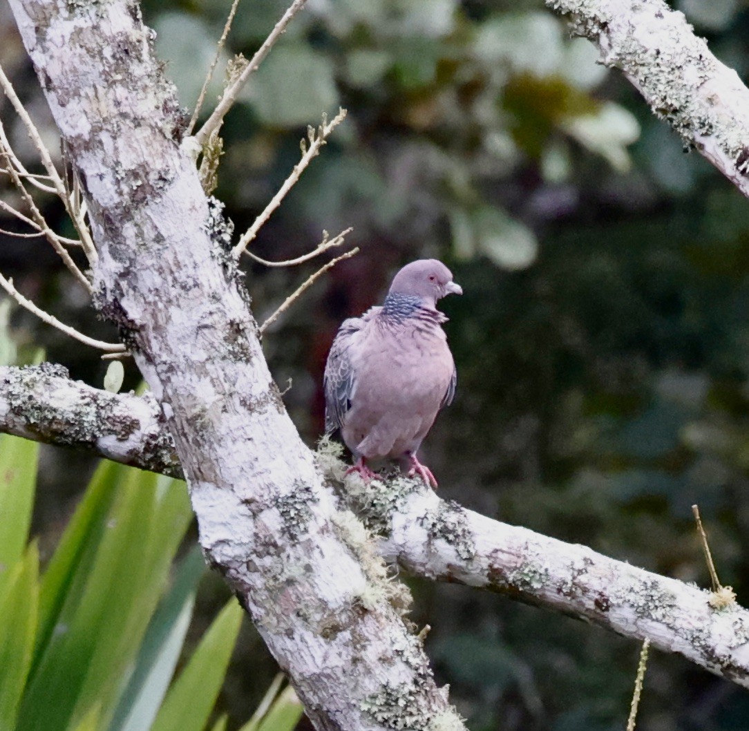 Темнохвостый голубь - ML644601027