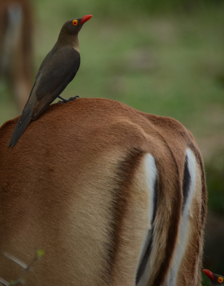 rødnebboksehakker - ML644601030