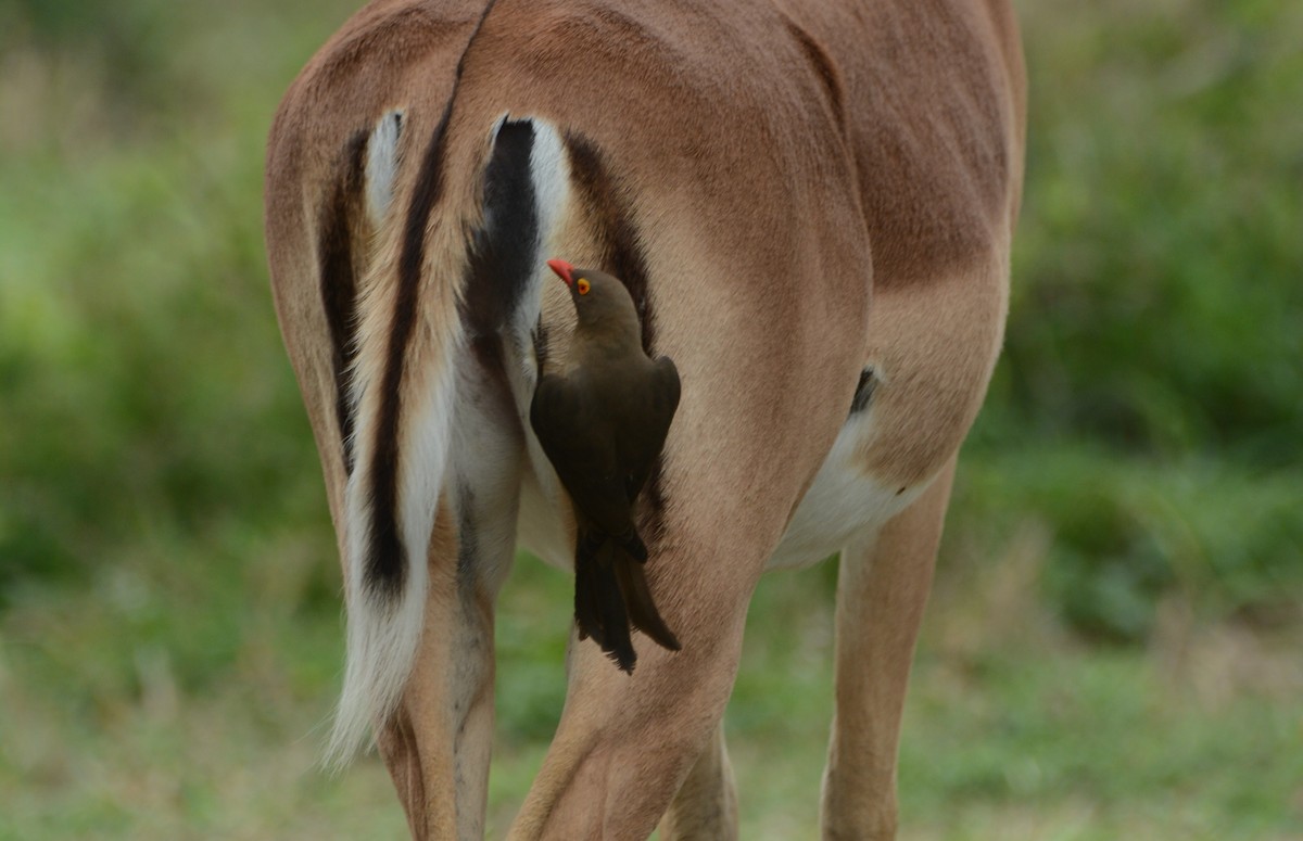 rødnebboksehakker - ML644601031