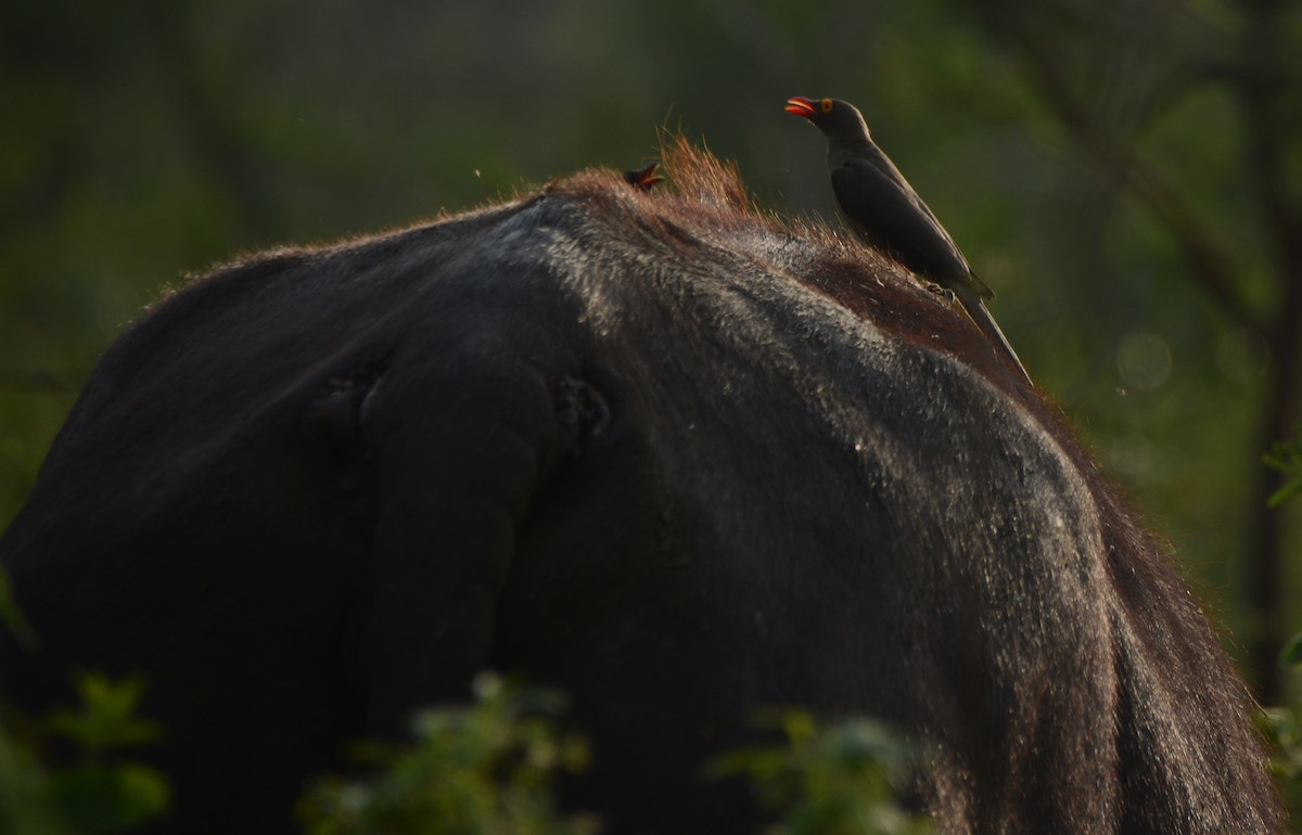 rødnebboksehakker - ML644601032