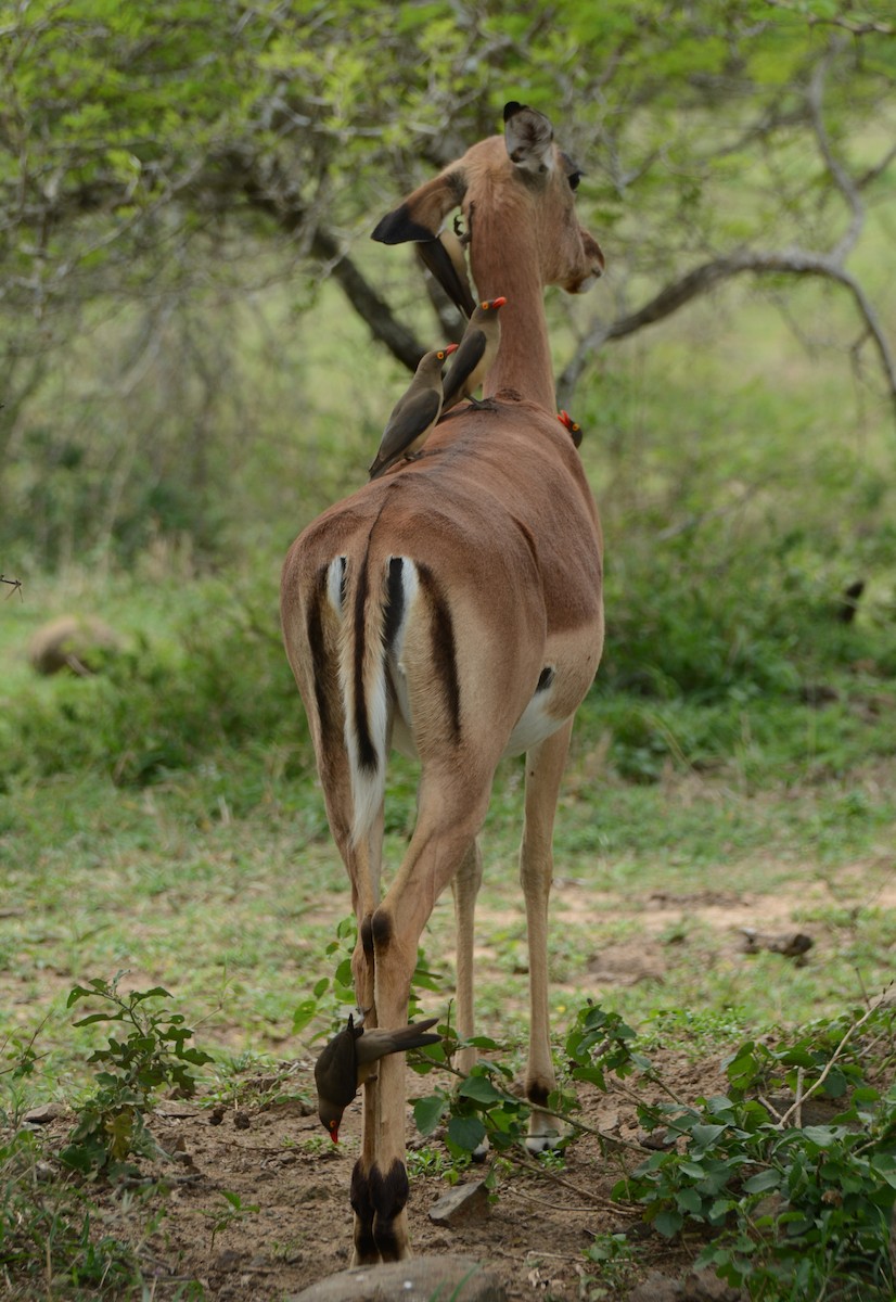 rødnebboksehakker - ML644601033