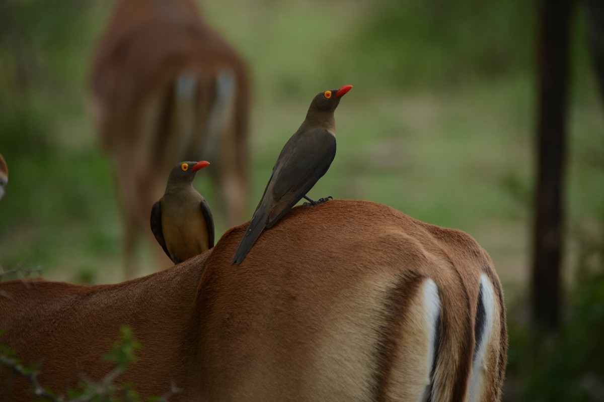 rødnebboksehakker - ML644601034