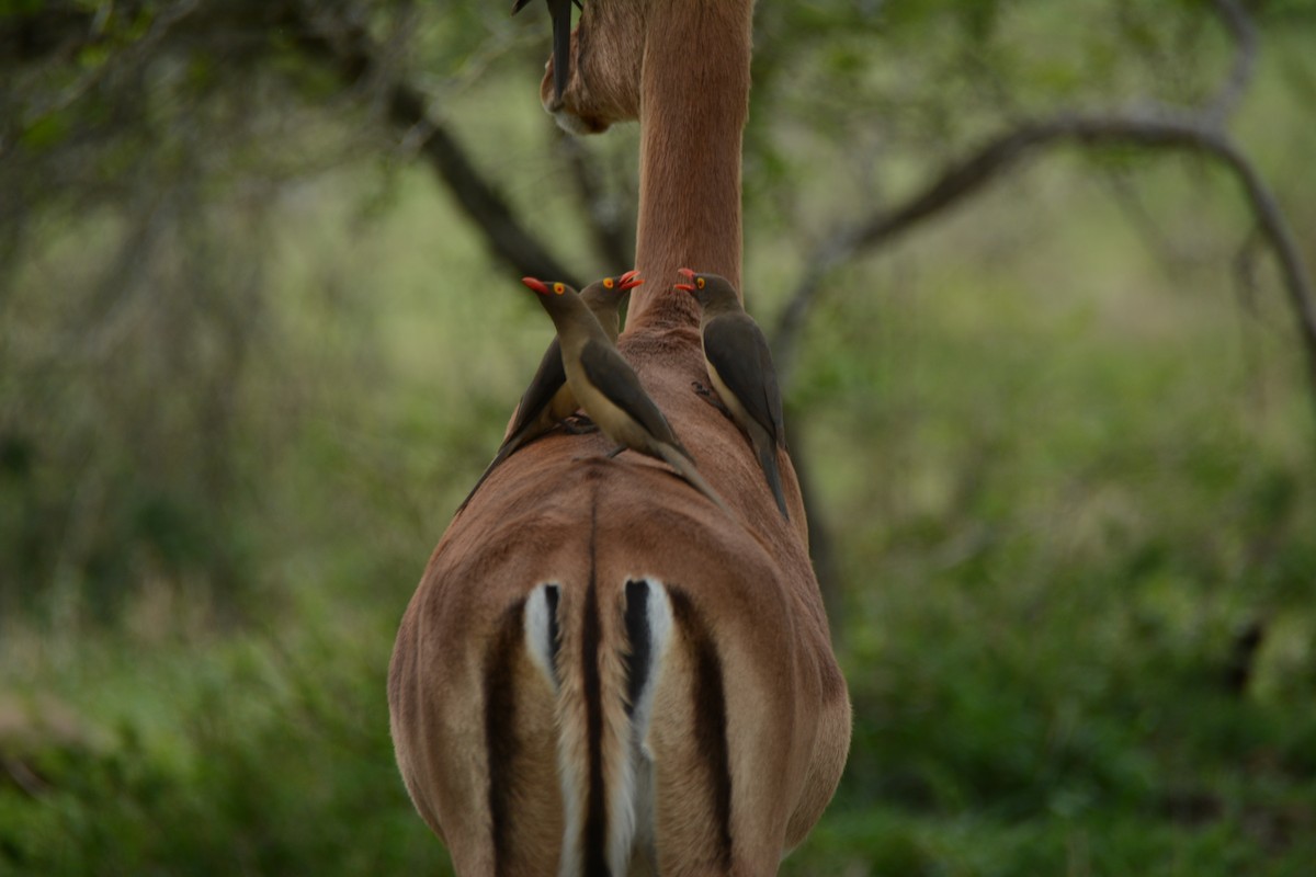 rødnebboksehakker - ML644601035